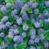 Ceanothus 'Blue Mound'
