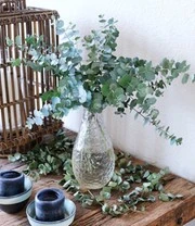 Winterharde Eucalyptus 'Azura®' In 2-liter XXL-pot 3 Winterharde Eucalyptus 'Azura®' In 2-liter XXL-pot - Afbeelding 3