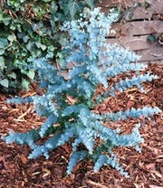 Winterharde Eucalyptus 'Azura®' In 2-liter XXL-pot 4 Winterharde Eucalyptus 'Azura®' In 2-liter XXL-pot - Afbeelding 4
