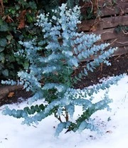 Winterharde Eucalyptus 'Azura®' In 2-liter XXL-pot 5 Winterharde Eucalyptus 'Azura®' In 2-liter XXL-pot - Afbeelding 5