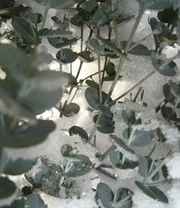 Winterharde Eucalyptus 'Azura®' In 2-liter XXL-pot 7 Winterharde Eucalyptus 'Azura®' In 2-liter XXL-pot - Afbeelding 7