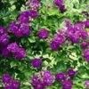 Ramblerroos 'Bleu Magenta®'