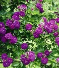 Ramblerroos 'Bleu Magenta®'