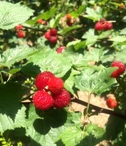 Frambozenboom Raspbeary® Framboos Met Stam En Kroon 4 Frambozenboom Raspbeary® Framboos Met Stam En Kroon - Afbeelding 4