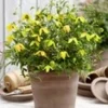 Clematis 'Little Lemons®' In Een 3-liter XXL-pot