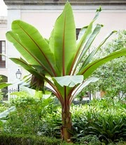 Winterharde Bananen Collectie 3 Winterharde Bananen Collectie - Afbeelding 3