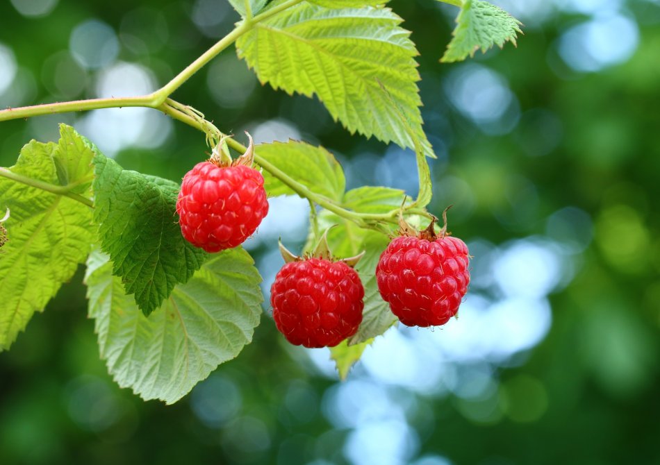 Tuin Eden Verkoopwinkel -Tuin Eden Verkoopwinkel 1 2