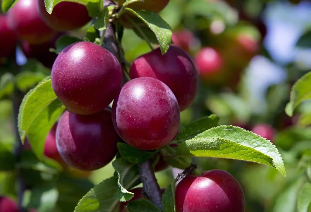 Tuin Eden Verkoopwinkel -Tuin Eden Verkoopwinkel 106525421